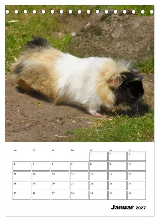 Produktbild: Meerschweinchen Terminplaner (Tischkalender 2027 DIN A5 hoch), CALVENDO Monatskalender