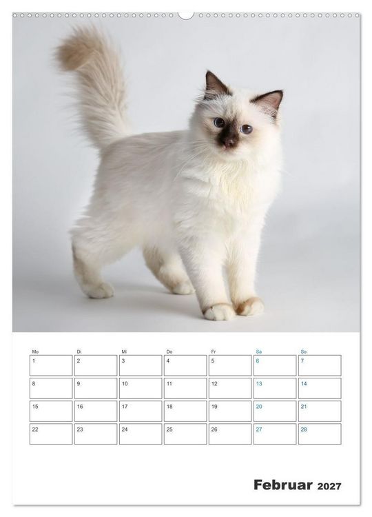 Produktbild: Heilige Birma Kitten Kalender mit Planer (Wandkalender 2027 DIN A2 hoch), CALVENDO Monatskalender
