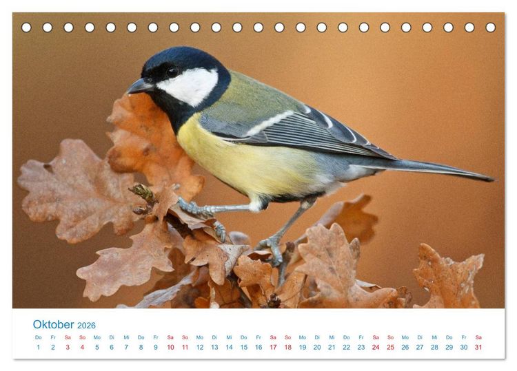 Produktbild: Singv&ouml;gel - 12 Arten im Garten (Tischkalender 2026 DIN A5 quer), CALVENDO Monatskalender