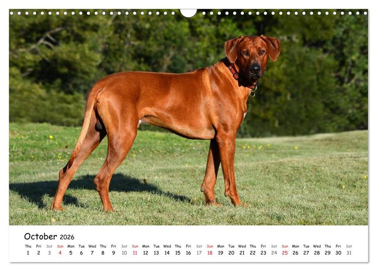 Produktbild: Rhodesian Ridgebacks (Wall Calendar 2026 DIN A3 landscape), CALVENDO 12 Month Wall Calendar