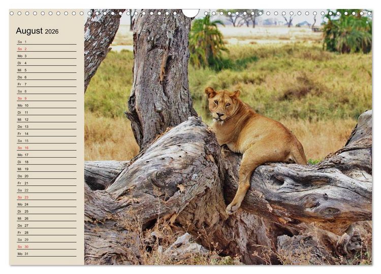 Produktbild: L&ouml;wen. Majest&auml;tische Kraft (Wandkalender 2026 DIN A3 quer), CALVENDO Monatskalender
