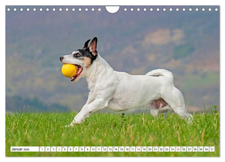 Produktbild: 100000 Volt auf vier Pfoten - Jack und Parson Russell Terrier (Wandkalender 2026 DIN A4 quer), CALVENDO Monatskalender