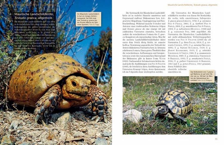 Produktbild: Das Schildkr&ouml;tenjahr