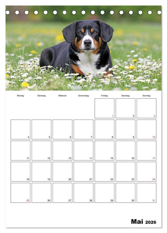 Produktbild: Entlebucher Sennenhunde begleiten Sie durch das Jahr (Tischkalender 2026 DIN A5 hoch), CALVENDO Monatskalender