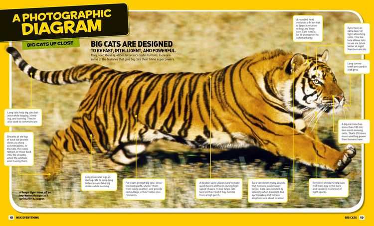 Produktbild: National Geographic Kids Everything Big Cats