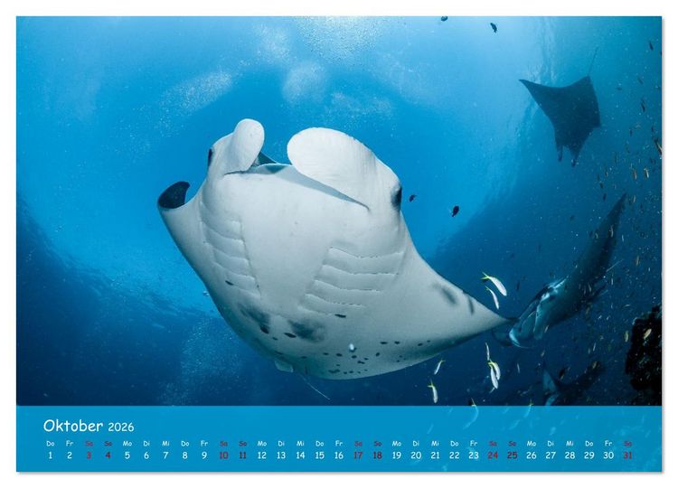 Produktbild: Faszinierende Meereswelt der Malediven (Wandkalender 2026 DIN A3 quer), CALVENDO Monatskalender
