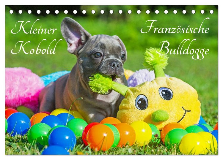 Produktbild: Kleiner Kobold Franz&ouml;sische Bulldogge (Tischkalender 2026 DIN A5 quer), CALVENDO Monatskalender
