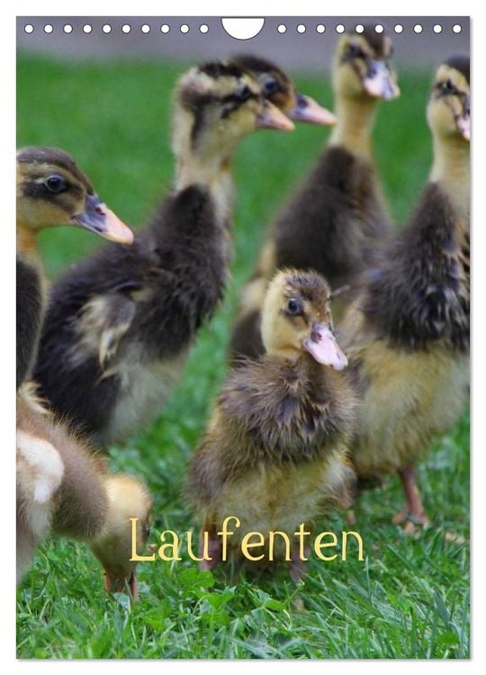 Produktbild: Laufenten (Wandkalender 2026 DIN A4 hoch), CALVENDO Monatskalender