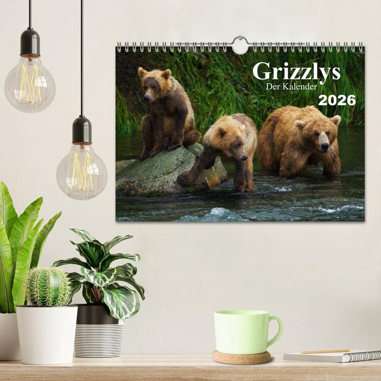 Produktbild: Grizzlys - Der Kalender (Wandkalender 2026 DIN A4 quer), CALVENDO Monatskalender