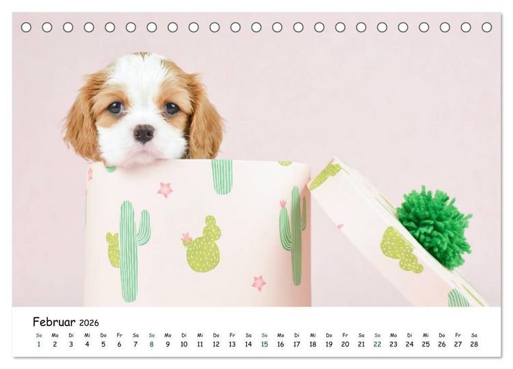 Produktbild: Baby Pfoten (Tischkalender 2026 DIN A5 quer), CALVENDO Monatskalender