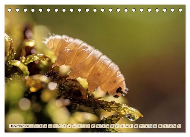 Produktbild: Die kleinsten Tiere - Weltweit (Tischkalender 2027 DIN A5 quer), CALVENDO Monatskalender