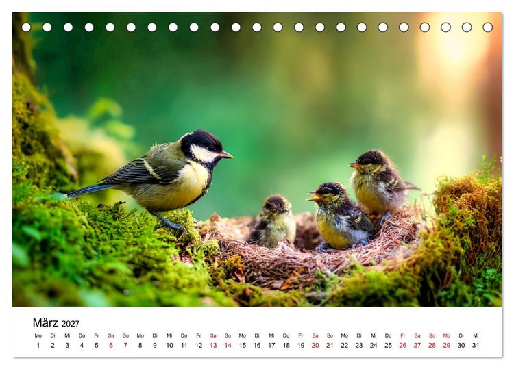 Produktbild: Federleicht - Das geheime Leben der Meisen (Tischkalender 2027 DIN A5 quer), CALVENDO Monatskalender