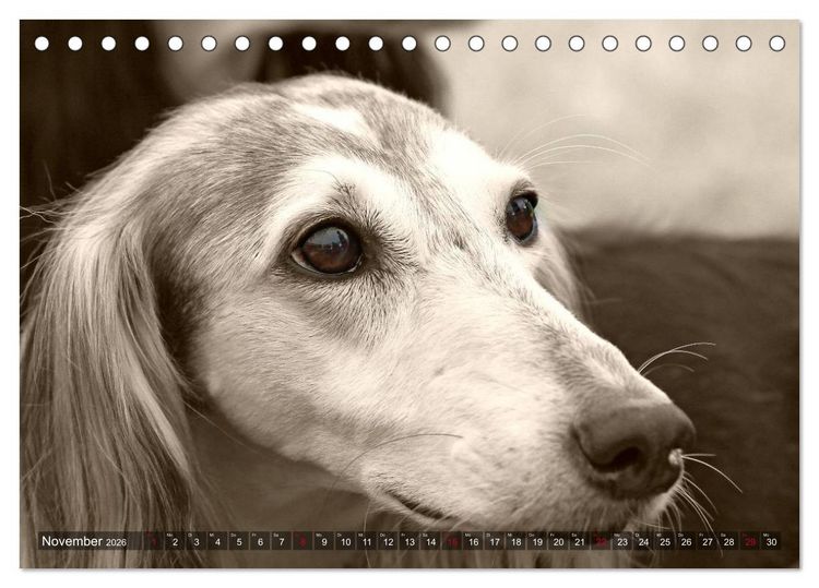 Produktbild: Windhunde eye-catcher (Tischkalender 2026 DIN A5 quer), CALVENDO Monatskalender