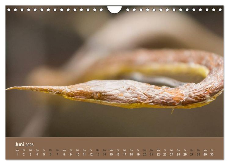Produktbild: Madagaskars wundersame Tierwelt (Wandkalender 2026 DIN A4 quer), CALVENDO Monatskalender