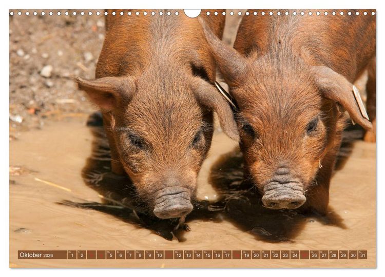 Produktbild: Gl&uuml;ckliche Schweine Berkshire-Iberico Ferkel (Wandkalender 2026 DIN A3 quer), CALVENDO Monatskalender