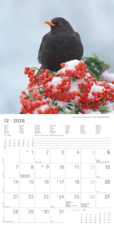 Produktbild: Einheimische Vögel 2026 - Broschürenkalender 30x30 cm (30x60 geöffnet) - Kalender mit Platz für Notizen - Birds - Bildkalender - Wandkalender - Vogelk