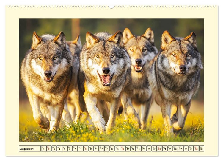 Produktbild: Herzschlag der Wildnis. W&ouml;lfe zwischen Legende, Freiheit und Anmut (hochwertiger Premium Wandkalender 2026 DIN A2 quer), Kunstdruck in Hochglanz