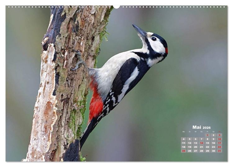 Produktbild: Echte Spechte (hochwertiger Premium Wandkalender 2026 DIN A2 quer), Kunstdruck in Hochglanz
