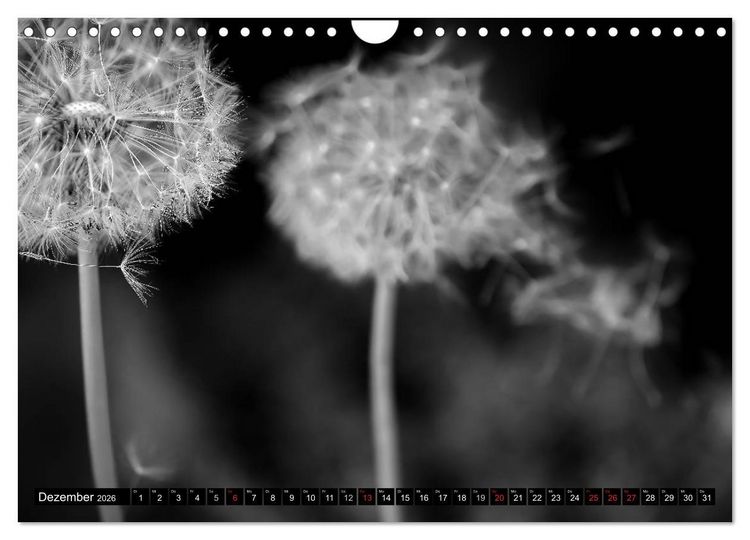Produktbild: Pusteblume - Impressionen in schwarzwei&szlig; (Wandkalender 2026 DIN A4 quer), CALVENDO Monatskalender