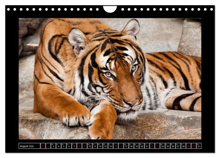 Produktbild: Tiger, L&ouml;we und Co. (Wandkalender 2026 DIN A4 quer), CALVENDO Monatskalender