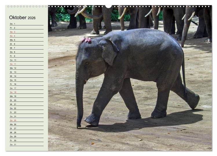 Produktbild: Elefanten. Badespa&szlig; am Strand (Wandkalender 2026 DIN A2 quer), CALVENDO Monatskalender
