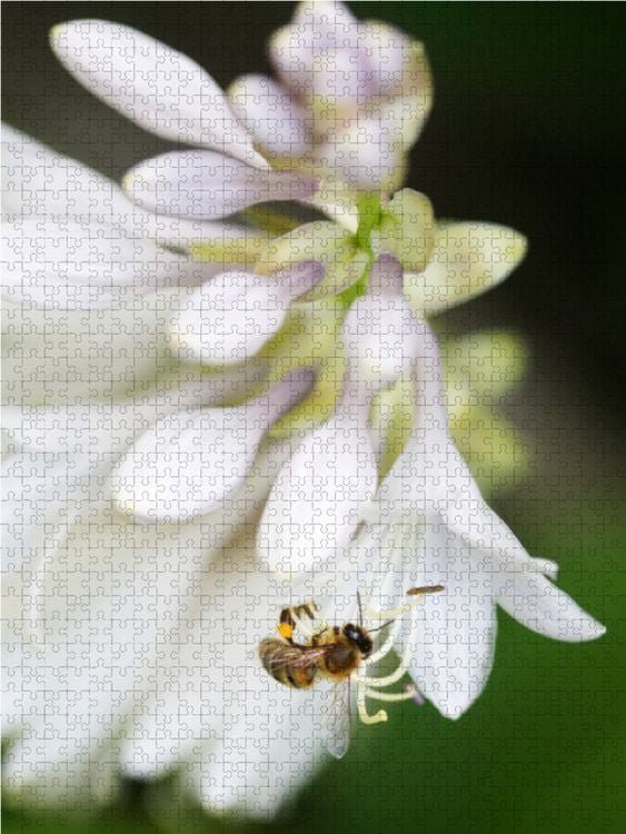 Produktbild: CALVENDO Puzzle Hostabl&uuml;ten 1000 Teile Lege-Gr&ouml;&szlig;e 48 x 64 cm Foto-Puzzle Bild von Gisela Kruse