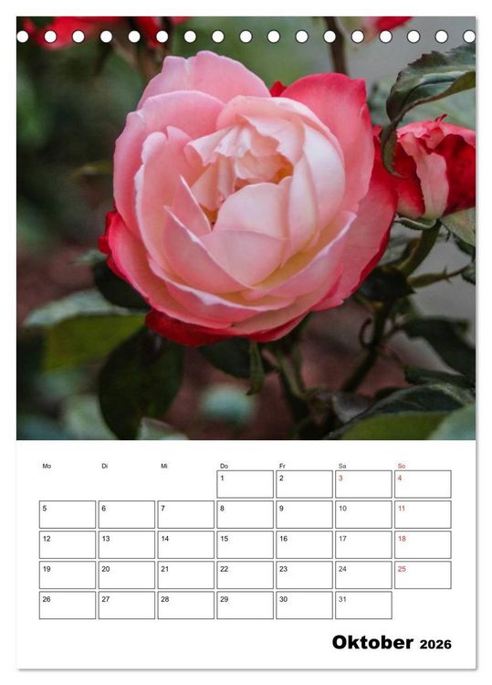 Produktbild: Zauberhafte Rosen (Tischkalender 2026 DIN A5 hoch), CALVENDO Monatskalender