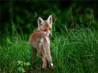 Produktbild: CALVENDO Puzzle Junger Fuchs, Schinznach-Bad | 1000 Teile Lege-Gr&ouml;&szlig;e 64x48cm Foto-Puzzle f&uuml;r gl&uuml;ckliche Stunden