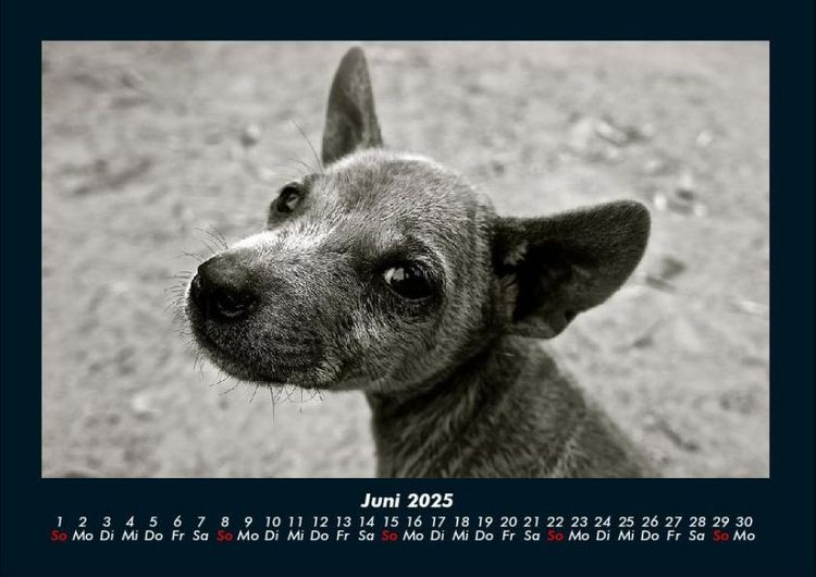 Produktbild: Welpen 2025 Fotokalender DIN A4