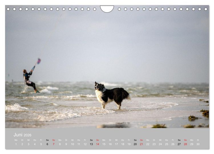 Produktbild: Australian Shepherd 2026 (Wandkalender 2026 DIN A4 quer), CALVENDO Monatskalender