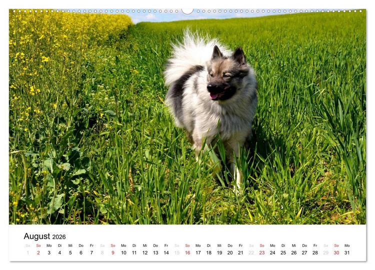 Produktbild: Der Wolfsspitz (Wandkalender 2026 DIN A2 quer), CALVENDO Monatskalender
