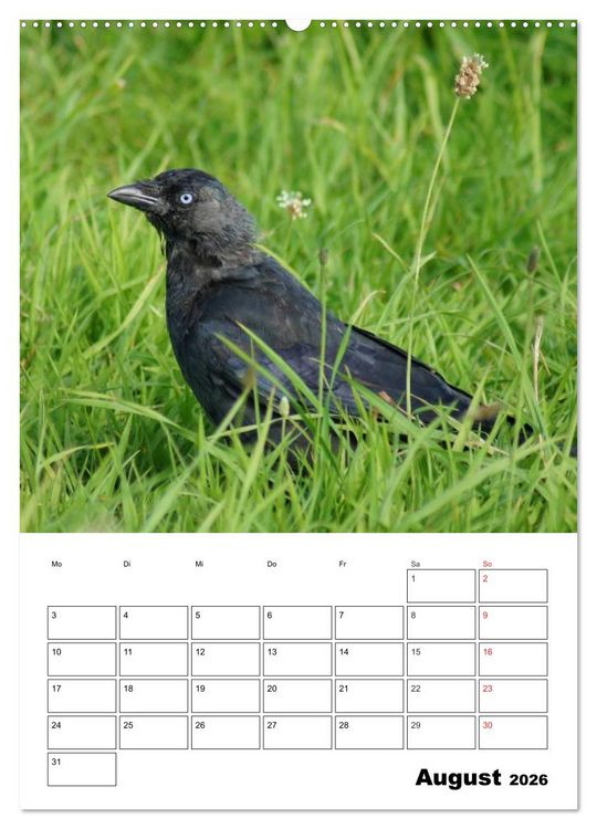 Produktbild: Rabenv&ouml;gel Terminplaner (Wandkalender 2026 DIN A2 hoch), CALVENDO Monatskalender