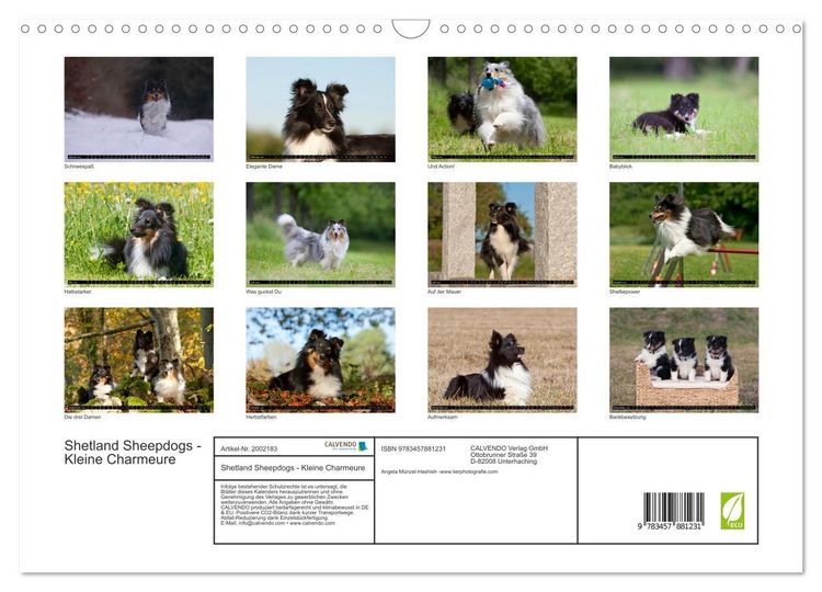 Produktbild: Shetland Sheepdogs - Kleine Charmeure (Wandkalender 2026 DIN A3 quer), CALVENDO Monatskalender