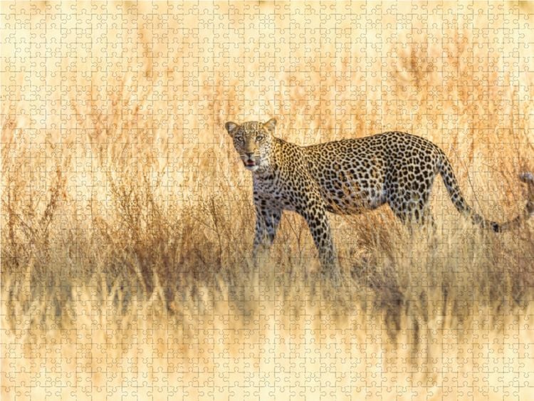 Produktbild: CALVENDO Puzzle Leopard im trockenen Gras | 1000 Teile Lege-Gr&ouml;&szlig;e 64x48cm Foto-Puzzle f&uuml;r gl&uuml;ckliche Stunden