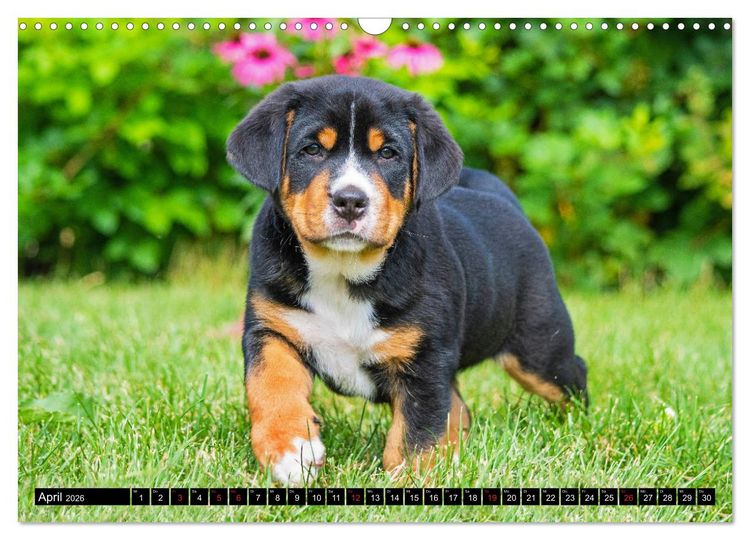 Produktbild: Ein Hund zum Verlieben - Gro&szlig;er Schweizer Sennenhund (Wandkalender 2026 DIN A3 quer), CALVENDO Monatskalender