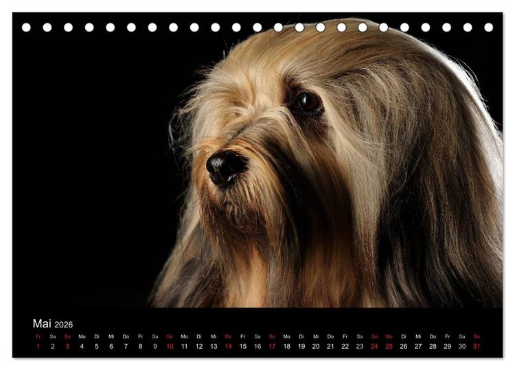 Produktbild: Dogs (Tischkalender 2026 DIN A5 quer), CALVENDO Monatskalender