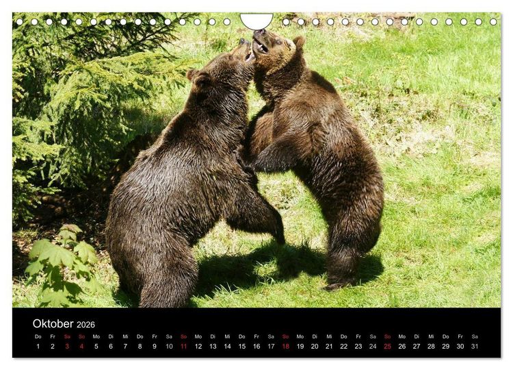Produktbild: B&auml;ren im Nationalpark Bayerischer Wald (Wandkalender 2026 DIN A4 quer), CALVENDO Monatskalender