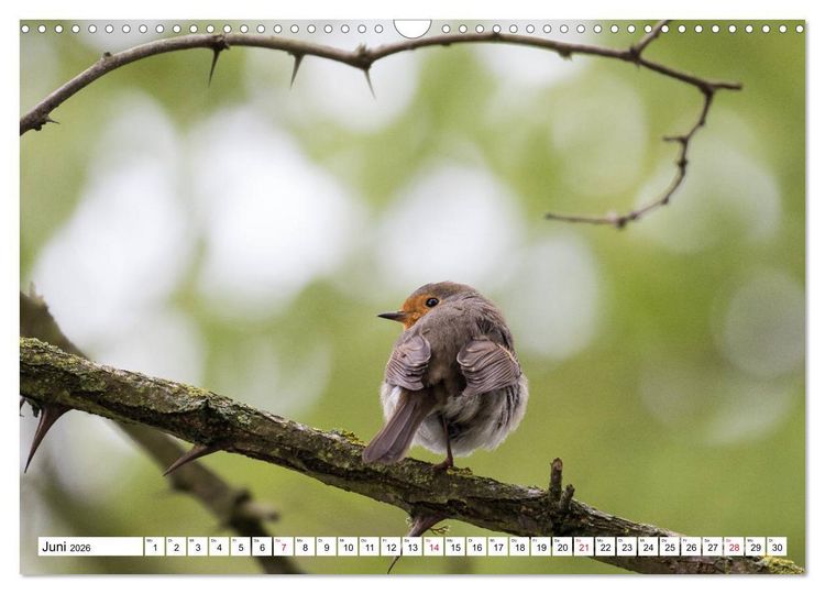 Produktbild: Geliebtes Rotkehlchen (Wandkalender 2026 DIN A3 quer), CALVENDO Monatskalender