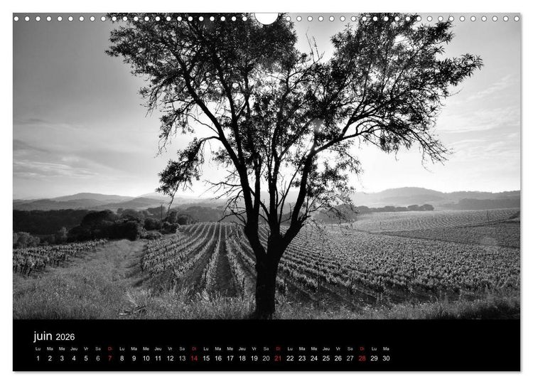 Produktbild: VIGNES DU SUD terroirs d'AOC (Calendrier mural 2026 DIN A3 vertical), CALVENDO calendrier mensuel