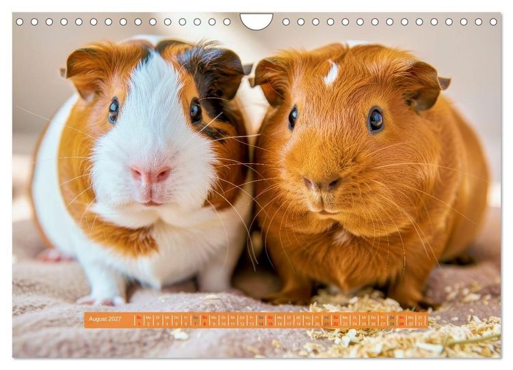 Produktbild: Kleine s&uuml;&szlig;e Meerschweinchen (Wandkalender 2027 DIN A4 quer), CALVENDO Monatskalender