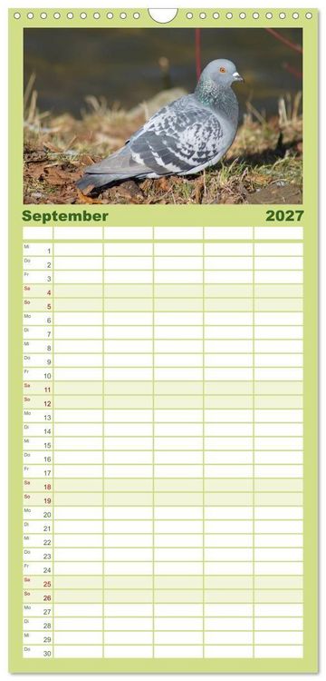 Produktbild: Familienplaner 2027 - Tauben in der Stadt mit 5 Spalten (Wandkalender, 21 x 45 cm) CALVENDO