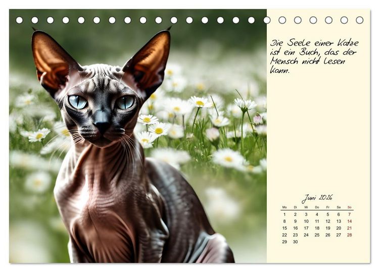 Produktbild: Katzen - Charakter und Sch&ouml;nheit (Tischkalender 2026 DIN A5 quer), CALVENDO Monatskalender