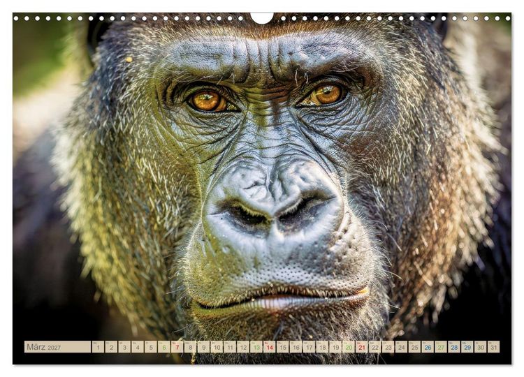 Produktbild: Die Augen der Wildnis (Wandkalender 2027 DIN A3 quer), CALVENDO Monatskalender