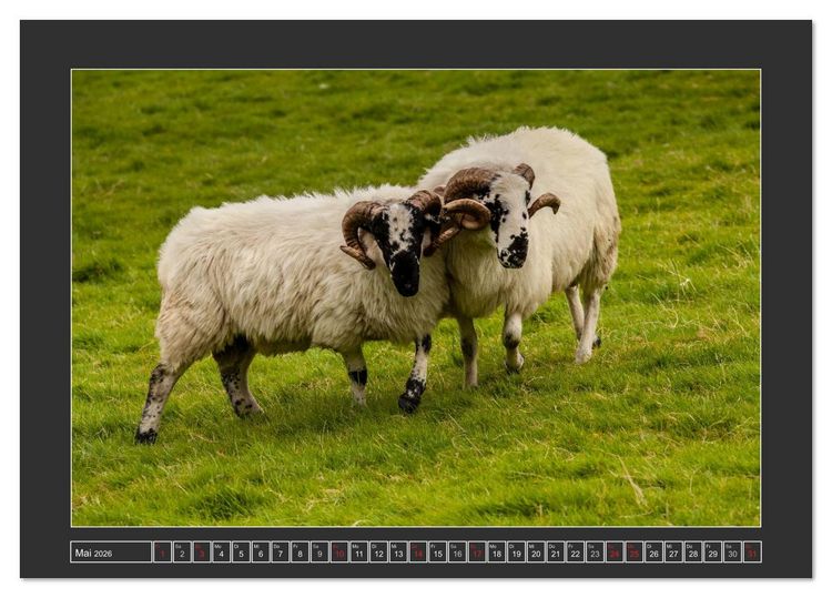 Produktbild: IRLAND - Insel der gl&uuml;cklichen Schafe (Tischkalender 2026 DIN A5 quer), CALVENDO Monatskalender