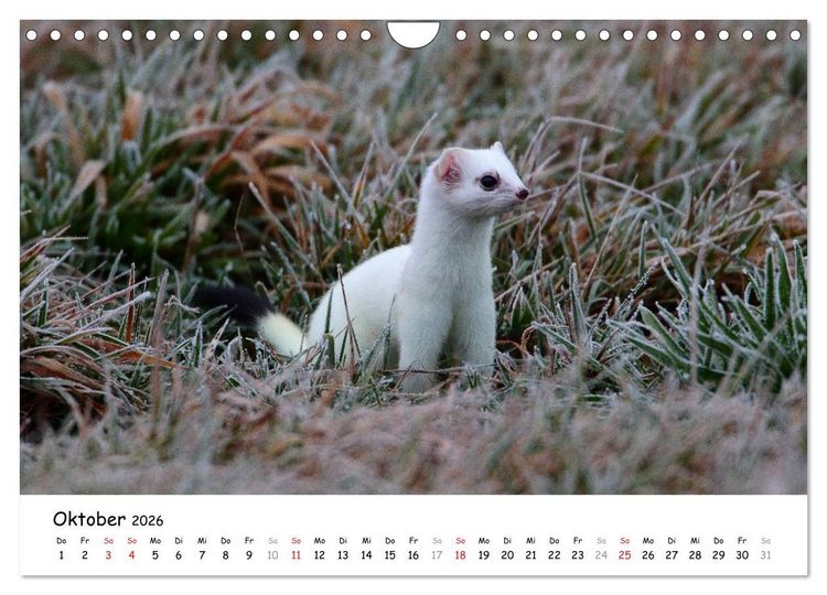 Produktbild: Hermelin - das wieselflinke Raubtier (Wandkalender 2026 DIN A4 quer), CALVENDO Monatskalender