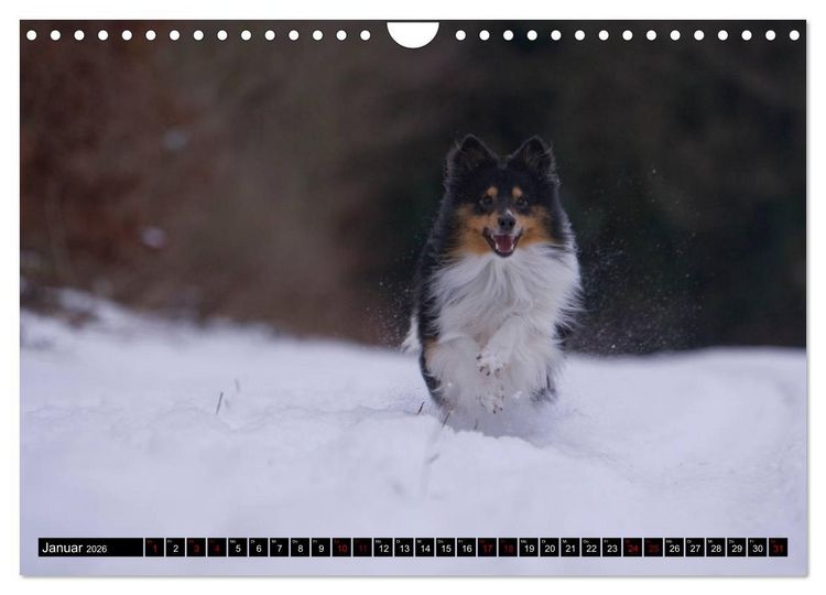 Produktbild: Shetland Sheepdogs - Kleine Charmeure (Wandkalender 2026 DIN A4 quer), CALVENDO Monatskalender