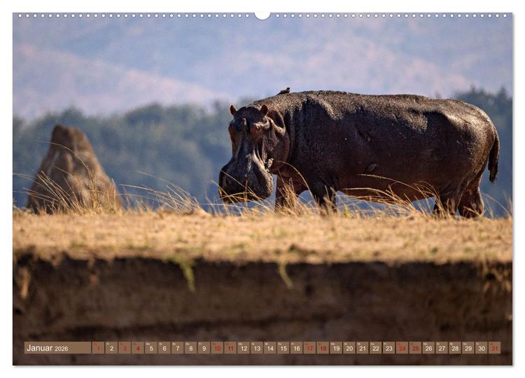 Produktbild: Hippos - Gef&auml;hrliche Giganten (Wandkalender 2026 DIN A2 quer), CALVENDO Monatskalender