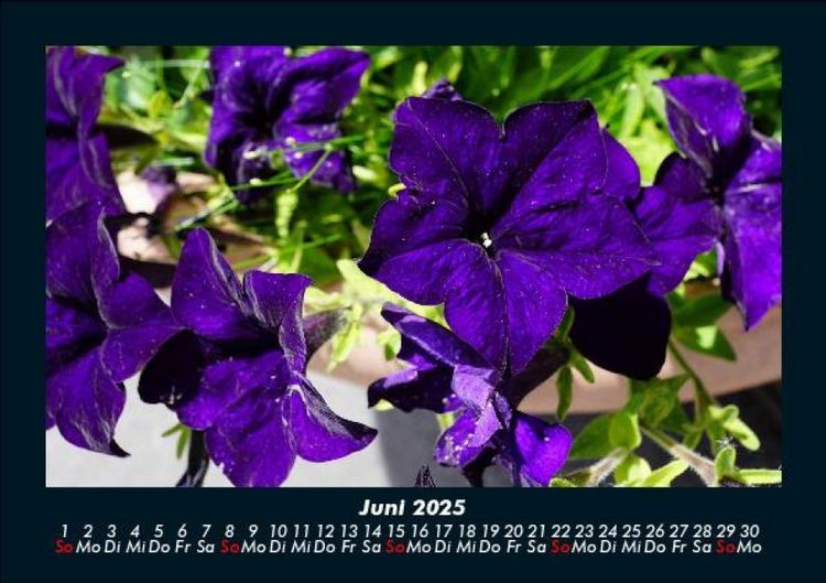 Produktbild: Blumenzauber 2025 Fotokalender DIN A5