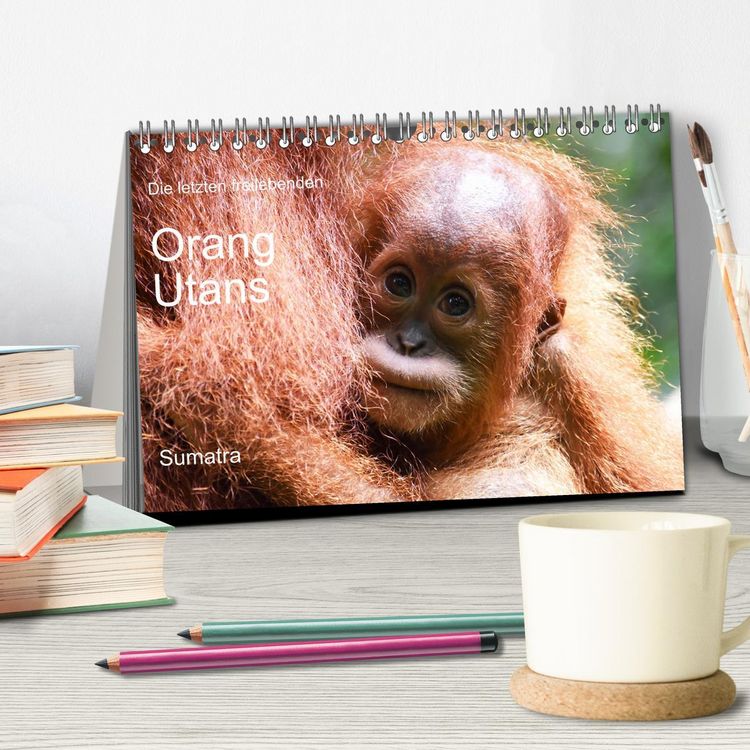 Produktbild: Die letzten freilebenden Orang Utans (Tischkalender 2026 DIN A5 quer), CALVENDO Monatskalender