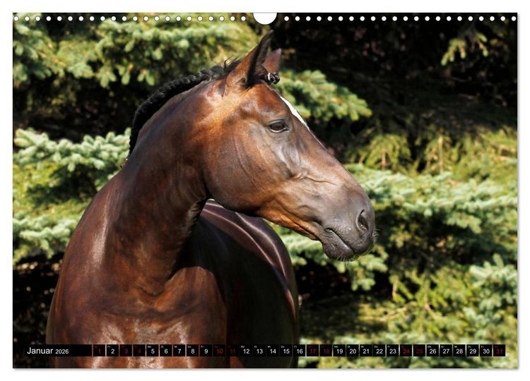 Produktbild: Schwere Warmbl&uuml;ter 2026 (Wandkalender 2026 DIN A3 quer), CALVENDO Monatskalender